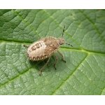 Kněžice chlupatá - nymfa