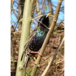 Už si hlídá budku