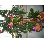 Před velikonocemi nám opět začaly kvést vánoční kaktusy