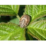 Kněžice obilná - nymfa