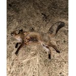 vcerajsia líštička ....