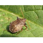 Kněžice ostrorohá