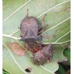 Kněžice ostrorohá - pár