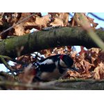 1.ZE ŽIVOTA STRAKAPOUDŮ.