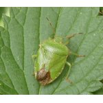 Kněžice trávozelená