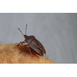 Kněžice trávozelená