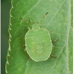 Kněžice trávozelená - nymfa