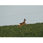 HONEM Z DOHLEDU....:-)))