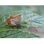 Kněžovka březová