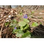 Fotka je už z minulého týdne, kdy se objevily a zavoněly