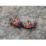 Ruměnice pospolná - pár