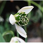 Sněženka plnokvětá