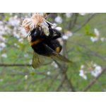 ČMELDA PŘI PRÁCI.