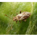 Vroubenkovka obecná