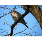 1.JARO S HŘIVNÁČI.