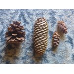 Samoobnova lesa,seminka.