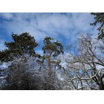 NÁVRAT BÍLÉ...:-)))