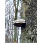 Obrovský buk aj klobúk.