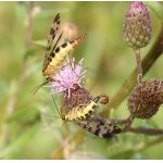 Srpice běžná - pár