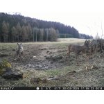 Včera k večeru - srnčí a vysoká