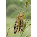 Srpice běžná - samice