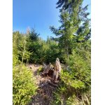 Sluníčko a les když spolu ladí.