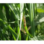 Tiplice skvrnitá - pár