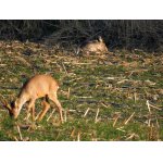 PODVEČERNÍ POHODA.