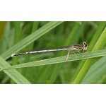 Šidélko brvonohé - samička