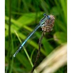 Šidélko brvonohé - sameček