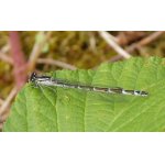 Šidélko kroužkované - samice