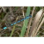 Šidélko kroužkované - samec