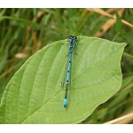 Šidélko páskované