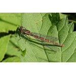 Šidélko ruměnné - samice