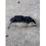 ???-kočka priniesla.