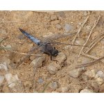 Vážka černořitná - samec