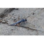 Vážka černořitná - samec