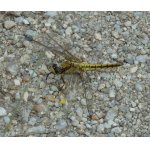 Vážka černořitná - samice