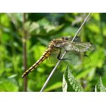 Vážka černořitná - samička