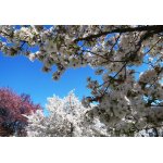 VŠE KRÁSNĚ KVETE.