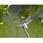 Vážka ploská - samec