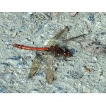 Vážka žíhaná - samec