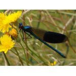 Motýlice lesklá - samec