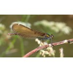 Motýlice obecná - samice