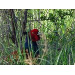 NEUKRYL SE DOSTATEČNĚ :-)))