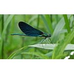 Motýlice obecná - samec