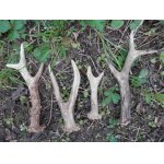 Při focení včerejších nálezů jsem letos poprvé slyšel kukačku