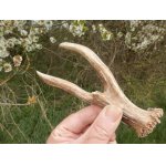 Zajímavý vidlák s jakýmsi náznakem třetí výsady