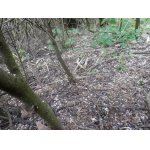 Dostat se k němu pod trnky se nedalo jinak, než po čtyřech