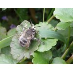 Pelenoska hluchavková - samec